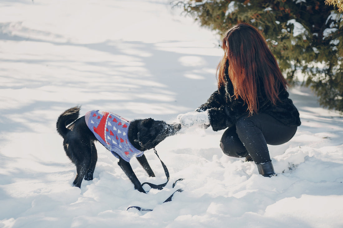 Print on Demand Pet Apparel: Build a Premium Gear Brand